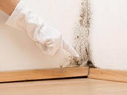 Environmental Consulting for Mold Prevention in Goodview, MN